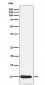 BANF1 Antibody